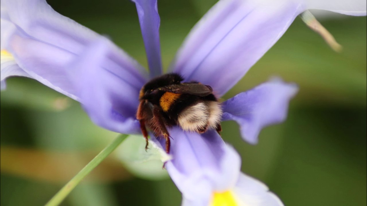 Photo du printemps nature fleurs insectes et animaux avril mai 2024