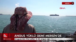 Uruguay'dan ithal edilen 16 bin angus sığırı Mersin Limanı'na ulaştı