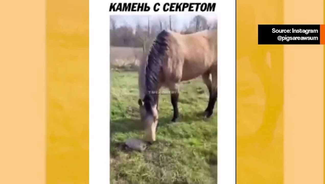 Hulvaton video: kilpikonna melkein aiheuttaa koiralle ja hevoselle sydänkohtauksen
