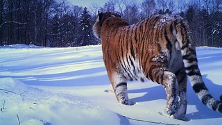 BBC Operation Snow Tiger