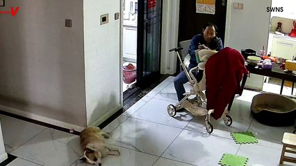 Shocking Video Shows Dad Saving Toddler From Dramatic Fall