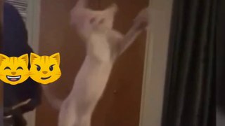 Cat funny video 