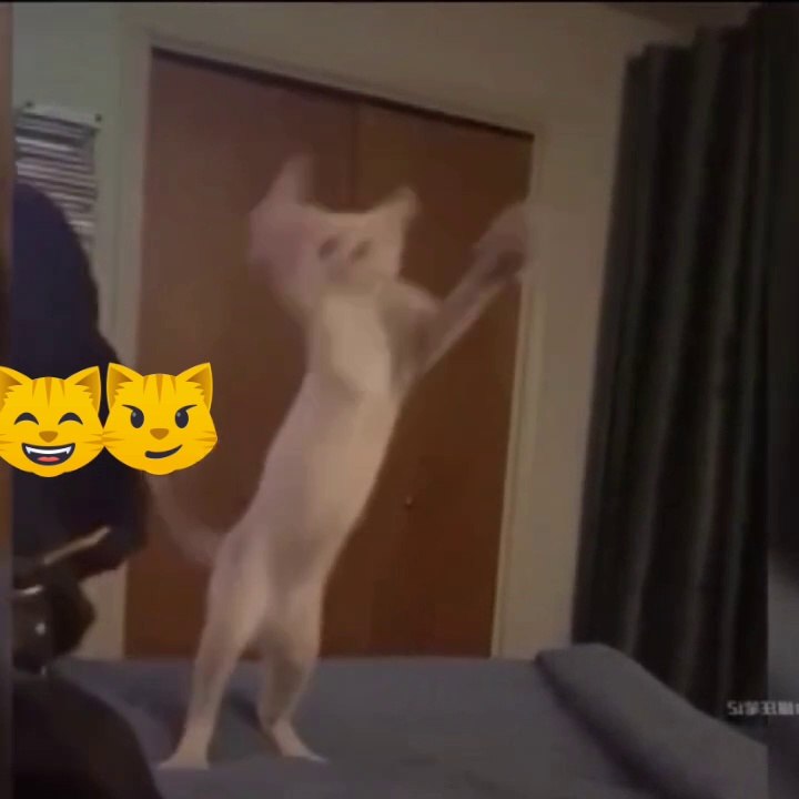 Cat funny video 