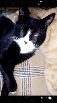 #cat #cats #cute #funnycat #funnycats #cutecat #funnymoments #cutecat #kitten #kittens #catvideo #catsvideo #catfunnyvideo #catsfunnyvideos #catlover #catlovers #catvideos #catshorts #funny #funnyvideo #funnyvideos #funnyshorts #fyp #pets #funnyanimal #f