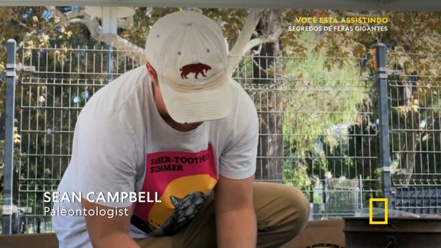 NATIONAL GEOGRAPHIC - SEGREDOS DE FERAS GIGANTES - SEGREDOS DO TIGRE DENTE DE SABRE