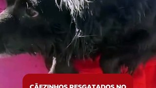 Cãezinhos resgatados no RS repetem movimentos de natação fora d’água