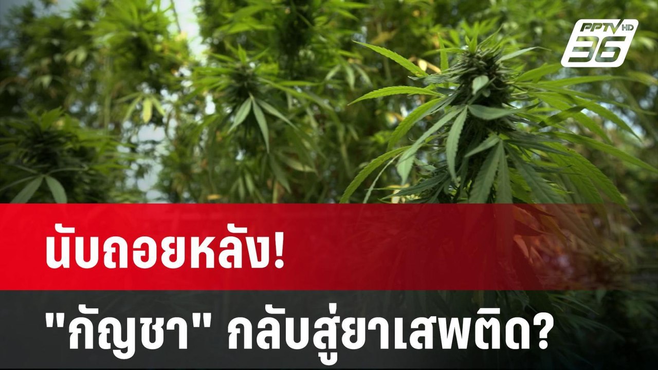 นับถอยหลัง! กัญชา กลับสู่ ยาเสพติด ? | ลึกไม่ลั...