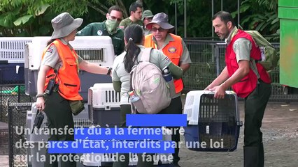 Au Costa Rica, les zoos d'Etat ferment, les animaux transférés dans des refuges