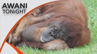 AWANI Tonight: Can orangutan diplomacy aid conservation efforts?