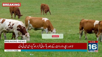 ایشیا کی سب سے بڑی مویشی منڈی میں قربانی کے جانور پہنچنا شروع ہوگئے
