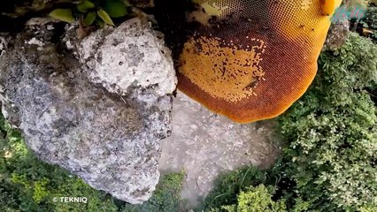 Thợ Rừng Và Những Tổ Ong Mật Khổng Lồ Trên Cây Cao