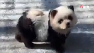 In Cina uno zoo suscita polemiche dopo aver spacciato alcuni cani per panda