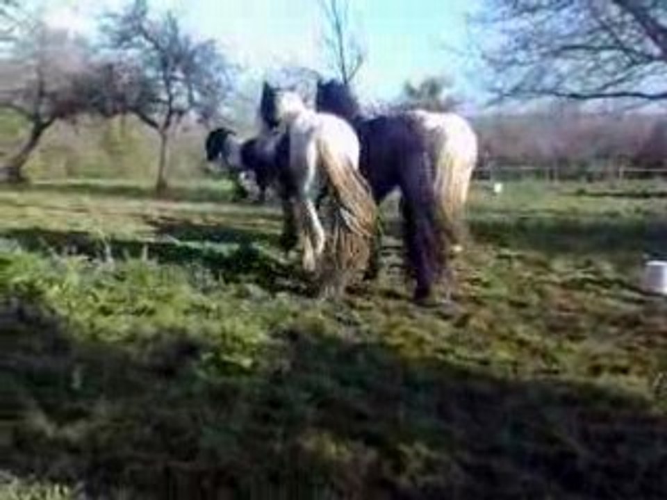 zevon rejoint ses potes