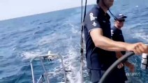 Orcas Attacking ship