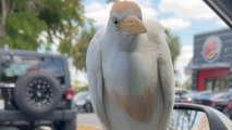 Unusually conversational avian Vvsitor interrupts texting break at Burger King