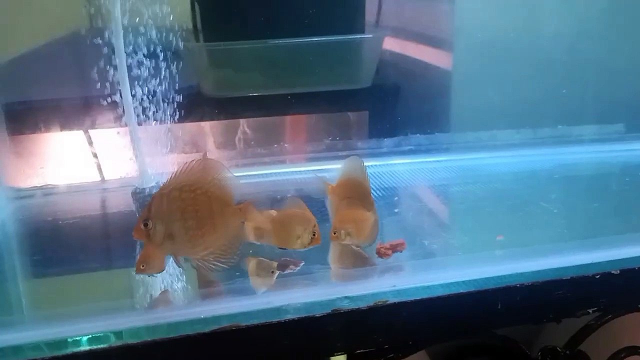 discus