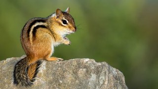 How to Keep Chipmunks Out of Your Garden, According to Experts