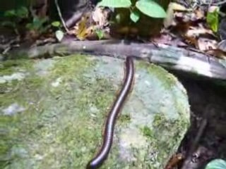 Mille pates géant, jungle