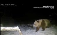 Panda castanho raro avistado na China pela 1.ª vez em 6 anos