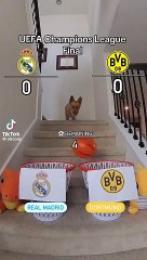 Un perro hace una premonición de la final de la Champions