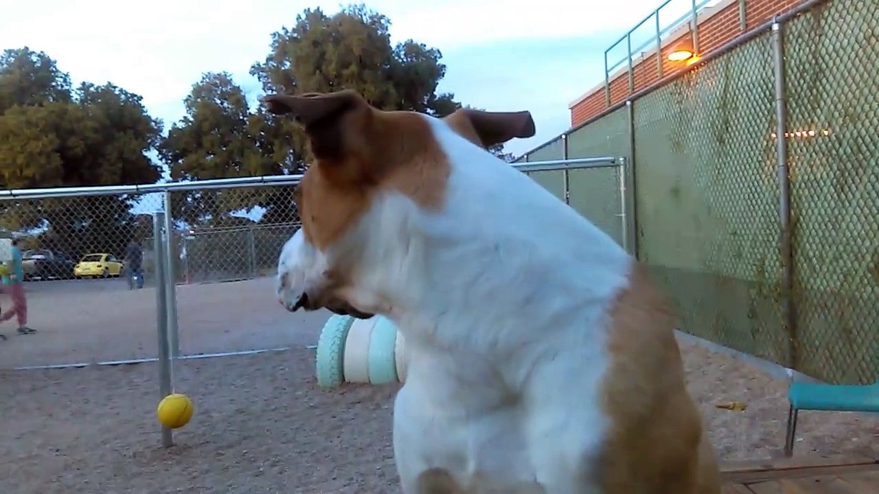 Old film❤️Jasper 7y A262473 a Favorite of many Volunteer Dog Walkers - kind of a Celebrity (been here ~6 months) at Pima Animal Care Center❤️4000 N. Silverbell Tucson AZ 520-724-5900 on 4-7-2017forstered~4-13-2017