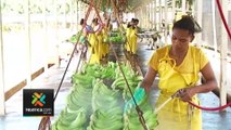 tn7-empleos-en-riesgo-por-depreciación-del-dolar-indica-camara-nacional-de-bananeros-140524