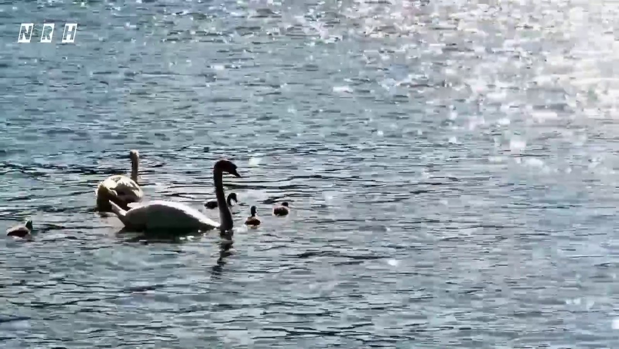 Beautiful relaxation film with most charming birds, flowers, animals, beautiful nature and relaxing music for soul