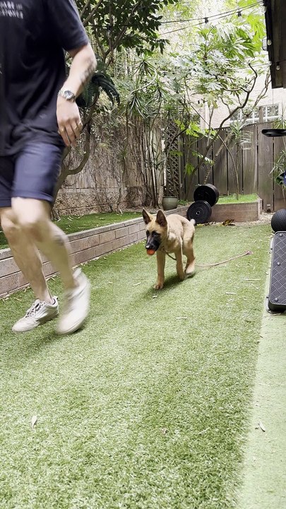 Developing Play with the Puppy Part 2