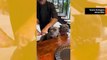 Söpö video: gourmet-koirat saavat illalliseksi kurpitsassa tarjoiltua katkarapua