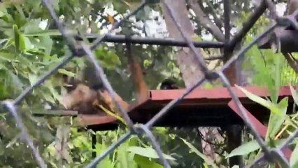 ext-animales-zooave-140524