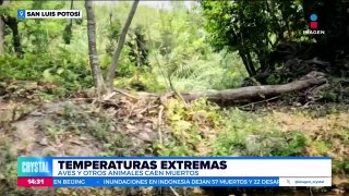 Aves y otros animales han perdido la vida por las temperaturas extremas de San Luis Potosí