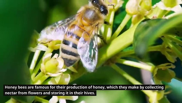 Information about _ Honey Bees _ Teacher Aide _ Australia _ English_ Endangered