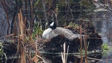 The Canada Goose: Close Up HD Footage (Branta canadensis)