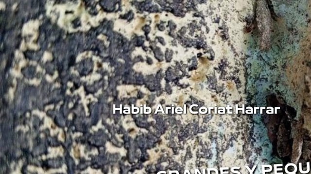 |HABIB ARIEL CORIAT HARRAR | MÉXICO: LIDERANDO LA IA EN LATINOAMÉRICA (PARTE 2) (@HABIBARIELC)
