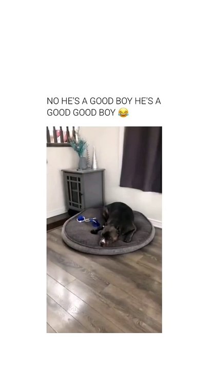 Dogs funny compilation