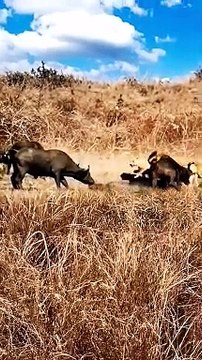 Cows Vs lions fighting