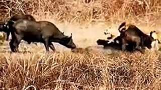Cows Vs lions fighting