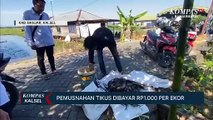 Sejumlah Desa di Kabupaten Banjar Buru Hama Tikus Jelang Musim Tanam Padi