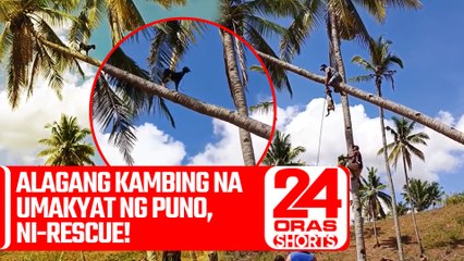 Alagang kambing na umakyat ng puno, ni-rescue! | 24 Oras Weekend Shorts