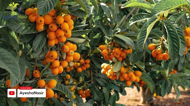 Unlocking the Power of Lugard Fruit_ Discover Its Incredible Health Benefits _ Ayesha Nasir