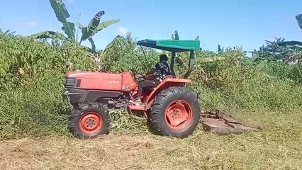 Pemuda Adat Wairasa Menerapkan Teknik Perkebunan Kaliu