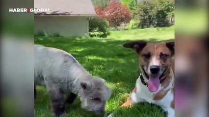 Annesinin reddettiği kuzuyu sahiplenip büyüten köpek gönülleri fethetti