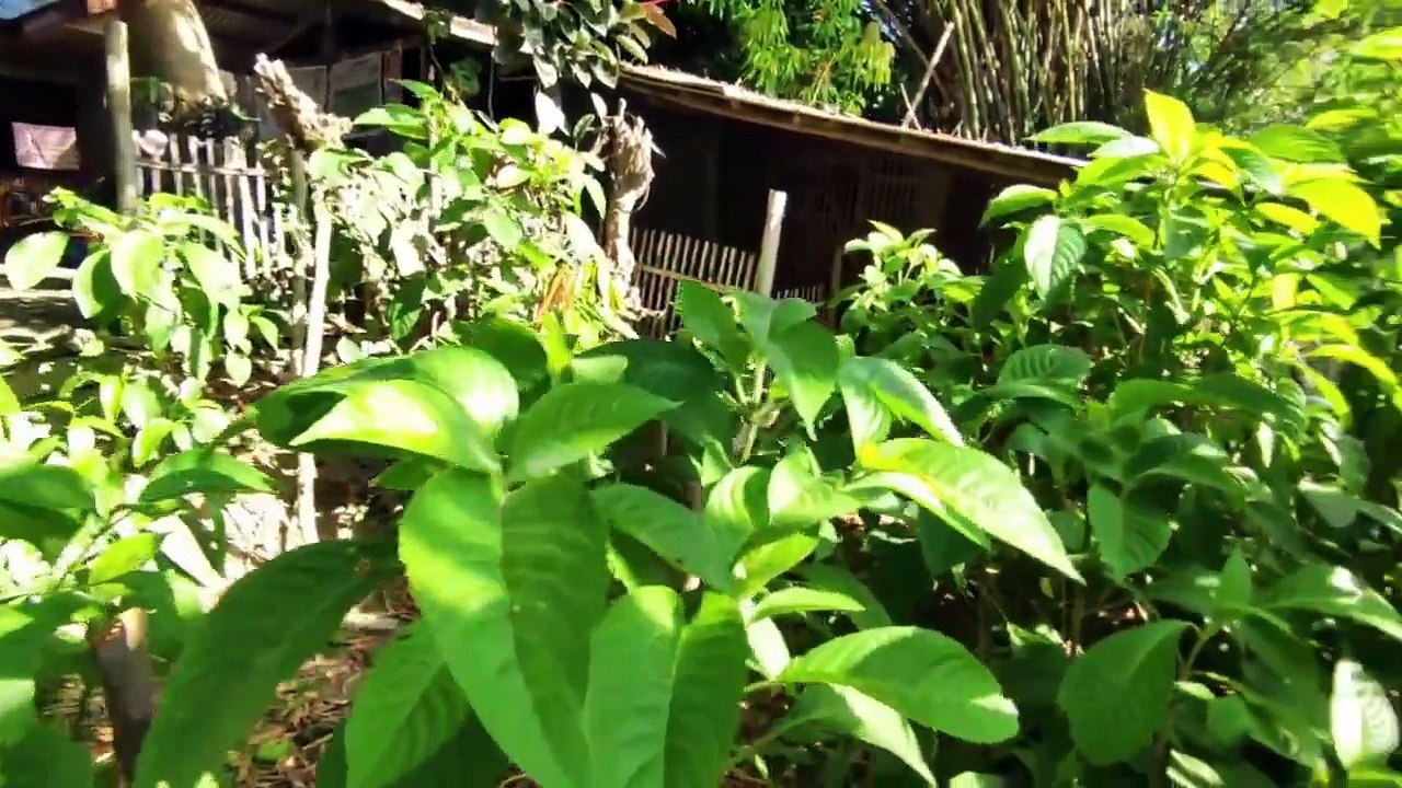 Backyard Farm 