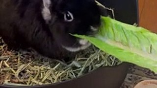 ASMR Snack Time!  This Munching Bunny Will MESMERIZE You!