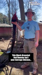 Is That a Rooster or a FEATHER DUSTER?! Romeo's Tail is UNBELIEVABLE!