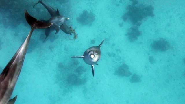 Reino dos Golfinhos -  Uma Visão Serena do Mundo Subaquático!