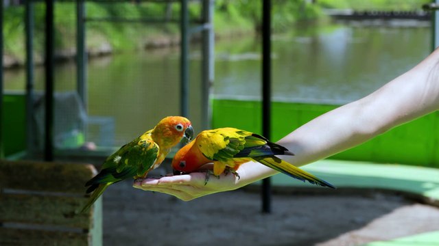 Momentos Doces - Papagaios Coloridos Desfrutando de um Petisco na Mão!