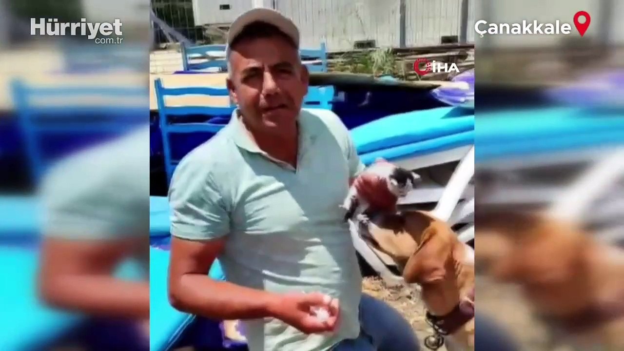 Annesinin terk ettiği yavru kediye, köpek annelik yapıyor