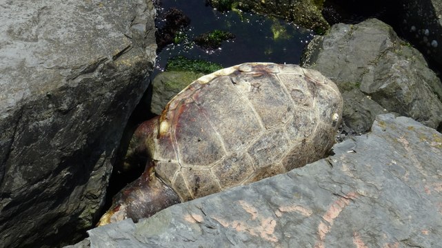Avcılar sahilinde ölü caretta caretta bulundu