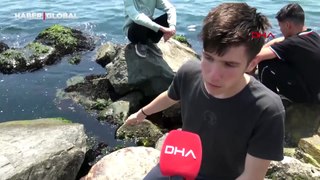 İstanbul'da sahilde ölü caretta caretta bulundu